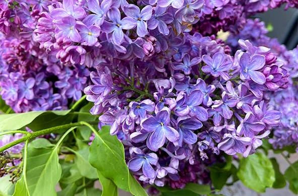 À propos - Lisa en Cuisine - Restaurant Strasbourg - restaurant a faire STRASBOURG